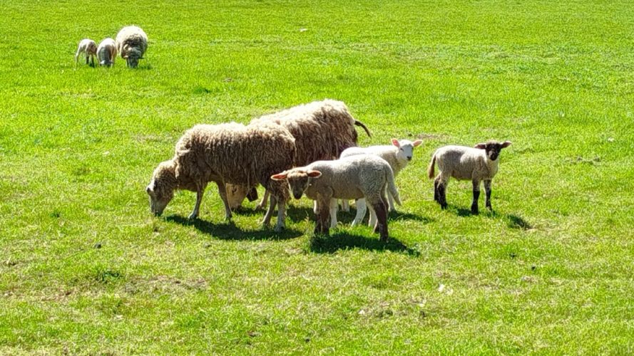 moutons-elevage-plein-air-chailland-1280-720 Les moutons et leurs petits de la ferme paissent dans le champ